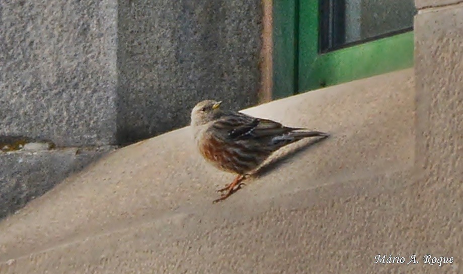 Alpine Accentor - ML619220322