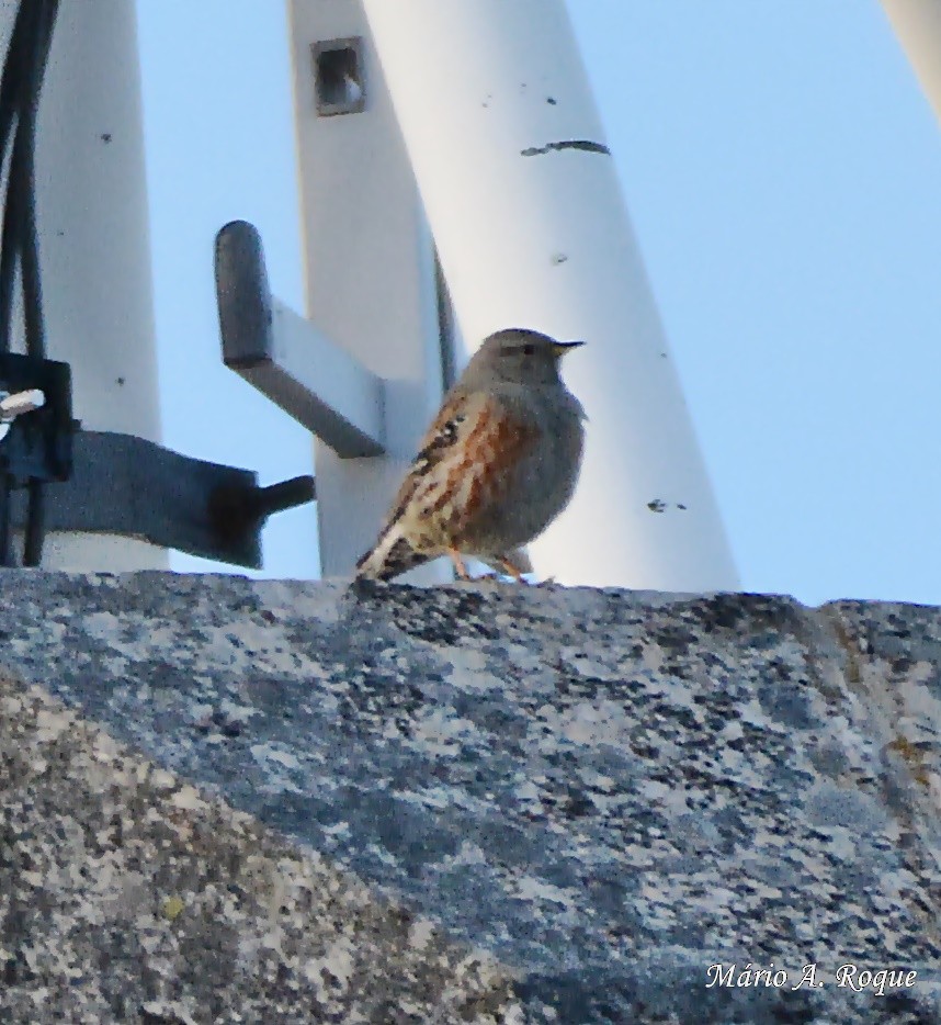 Alpine Accentor - ML619220323