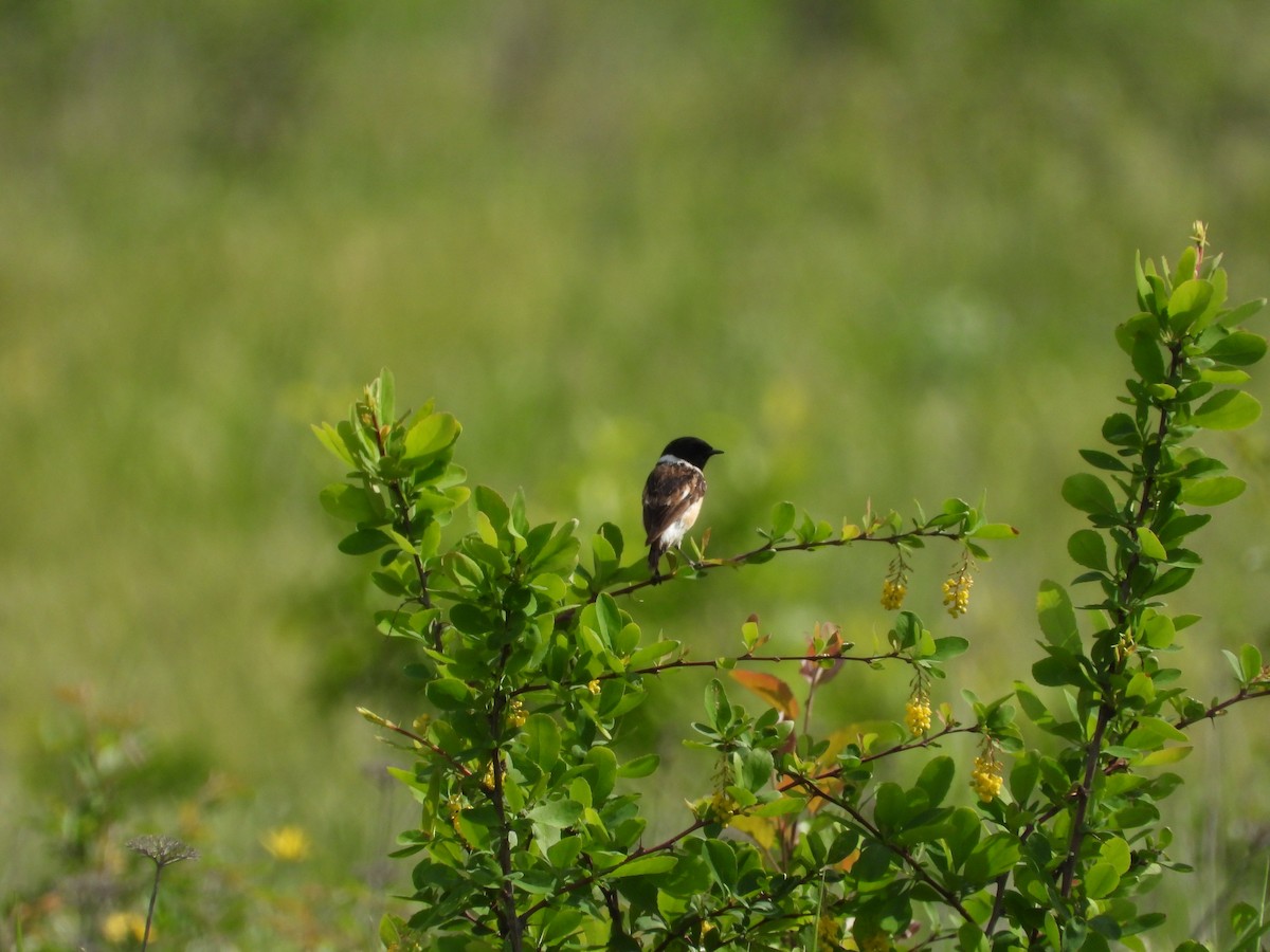 Siberian Stonechat - Yulia Danker