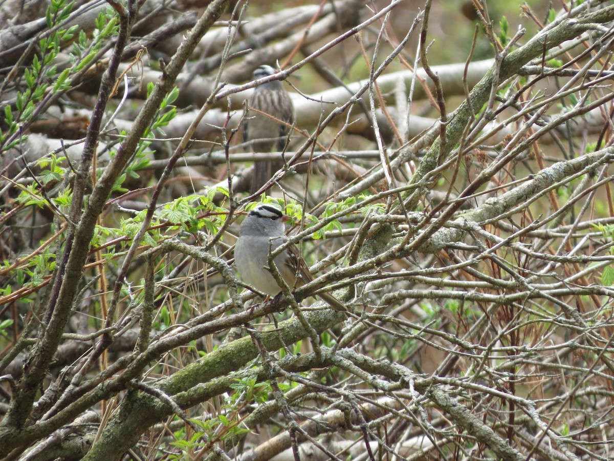 White-crowned Sparrow - Melanie Mitchell