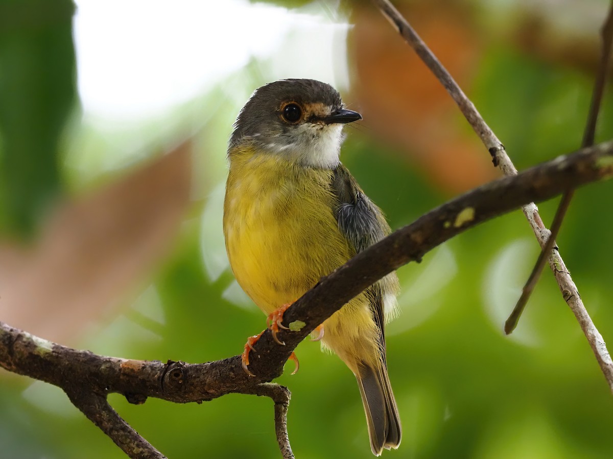 Pale-yellow Robin - ML619220354