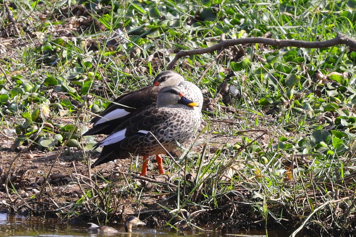 Indian Spot-billed Duck - ML619220364