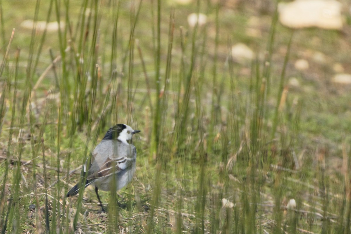 White Wagtail - Anonymous