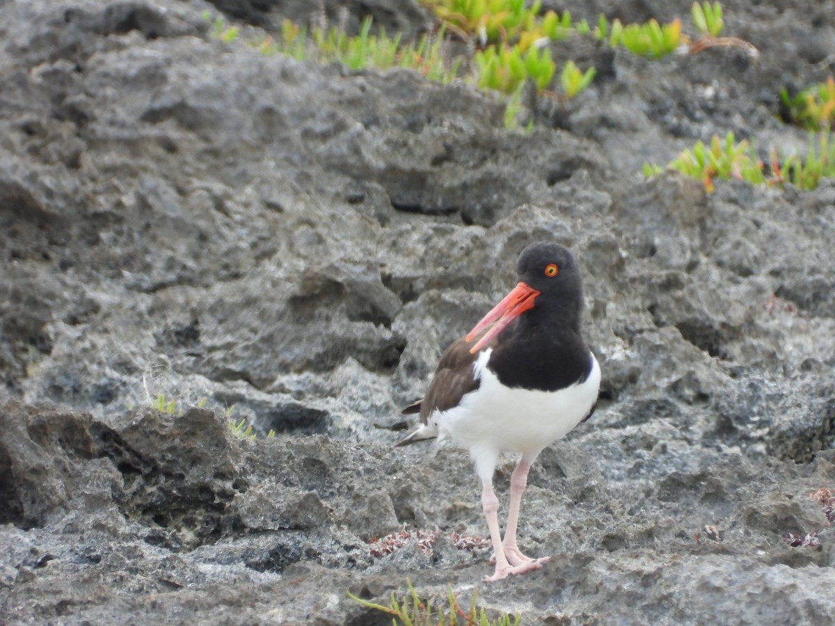 American Oystercatcher - ML619220371