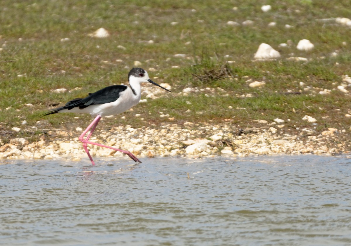 Black-winged Stilt - Christophe PASQUIER