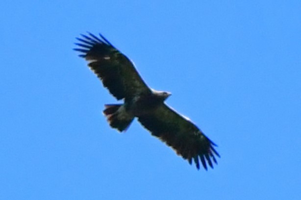 Lesser Spotted Eagle - Raphaël Neukomm