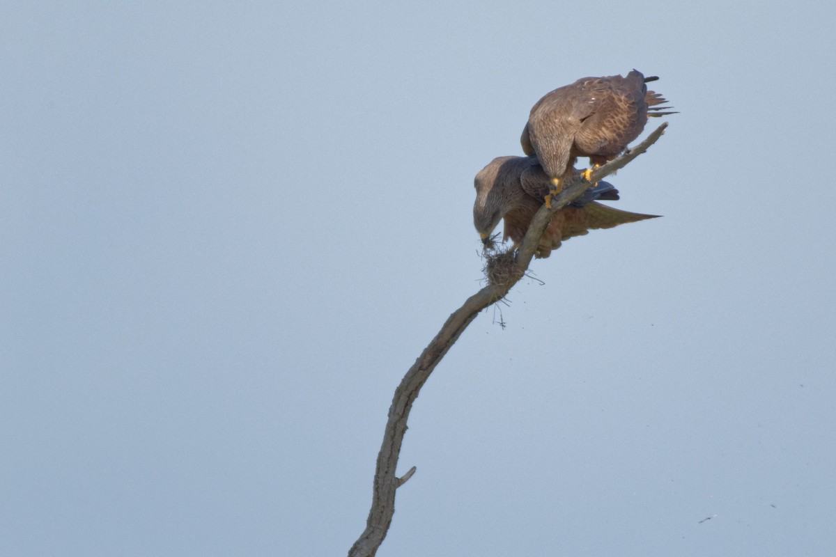 Black Kite - Christophe PASQUIER