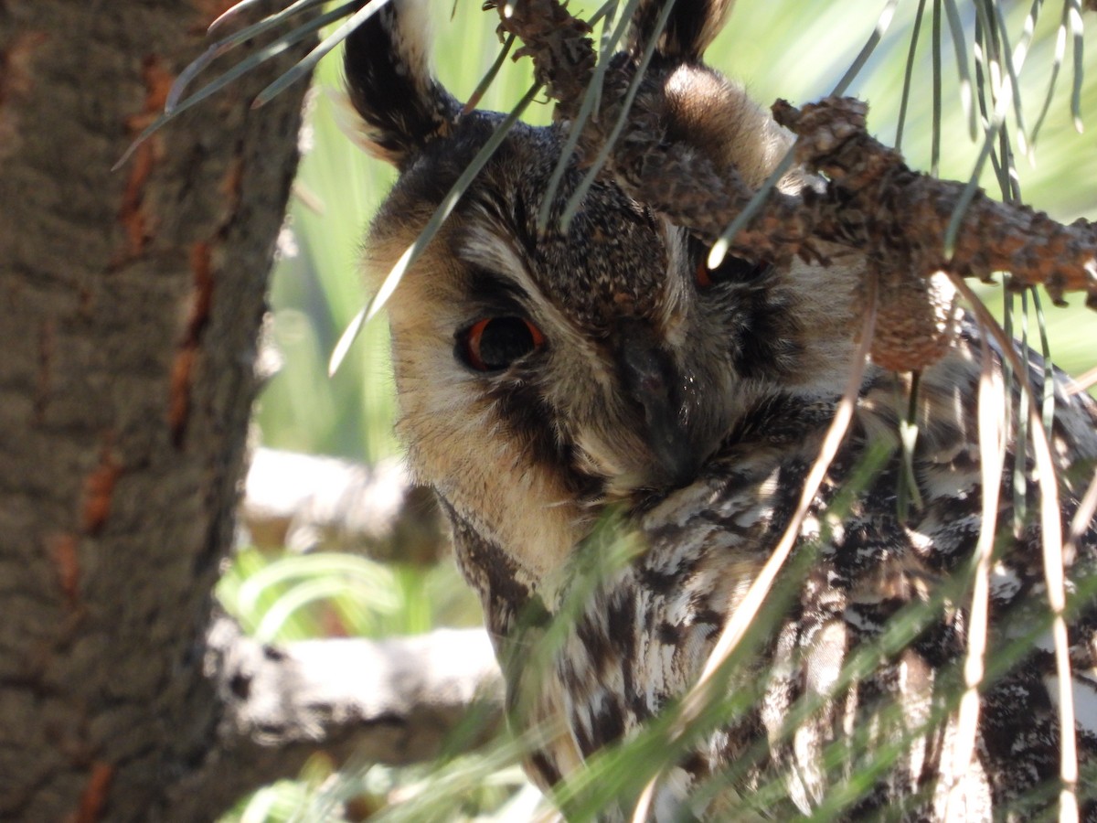 Long-eared Owl - Yulia Danker
