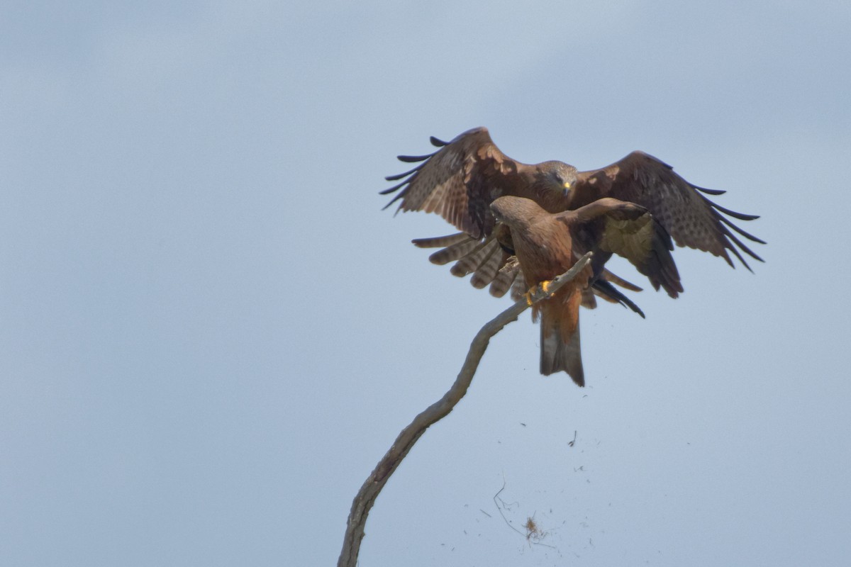 Black Kite - Anonymous