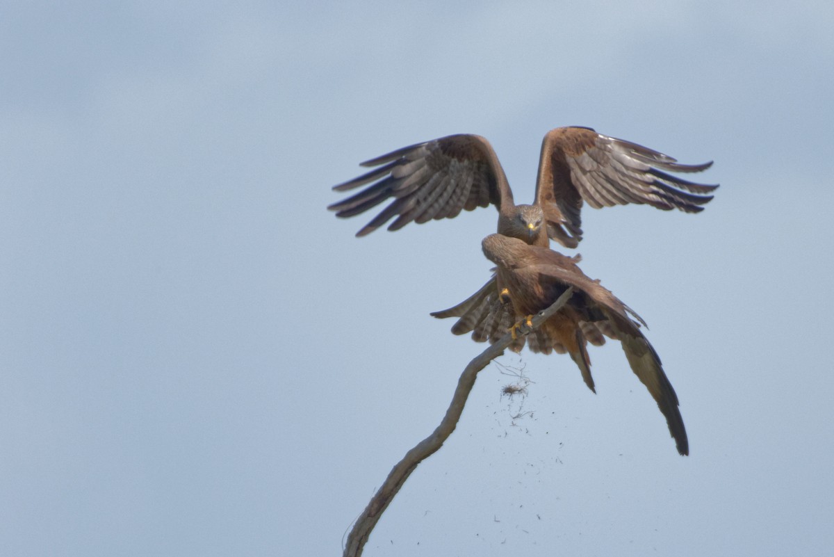 Black Kite - Christophe PASQUIER