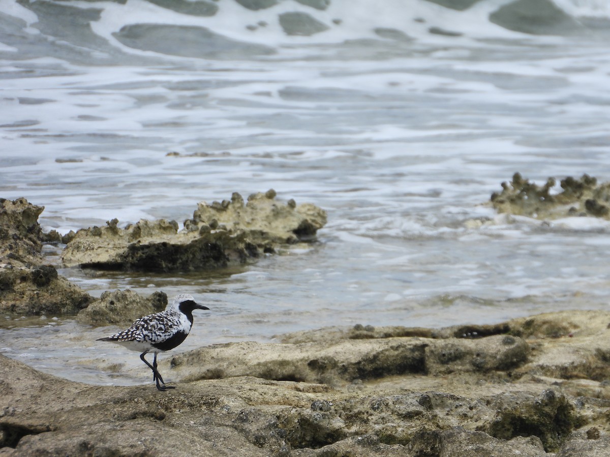 Black-bellied Plover - Martha Cartwright