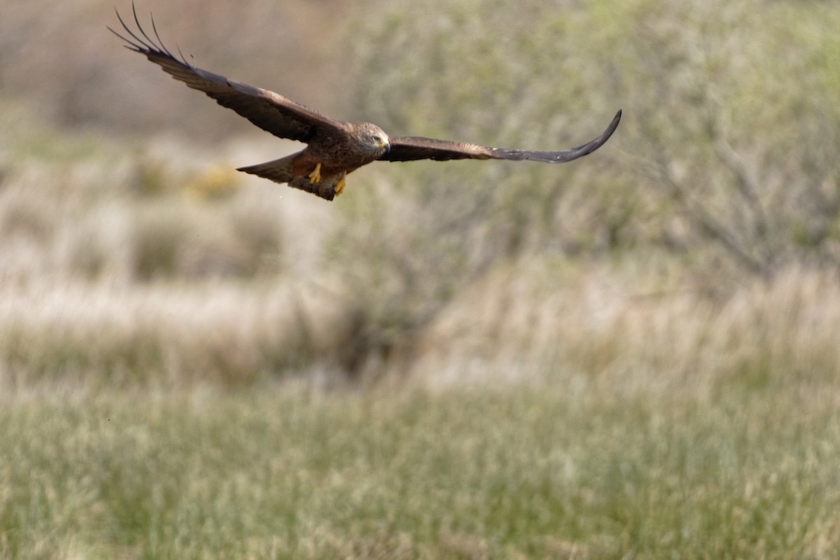 Black Kite - Anonymous