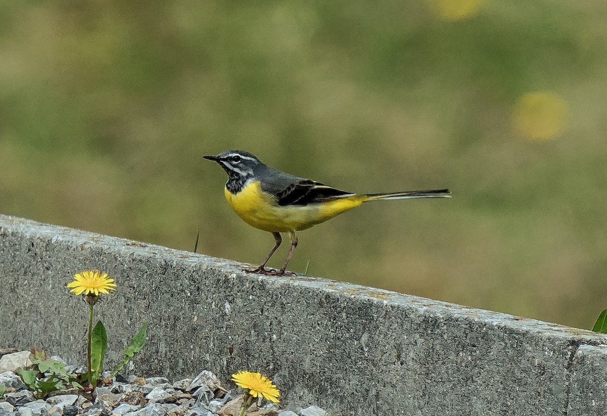 Gray Wagtail - Russell Scott