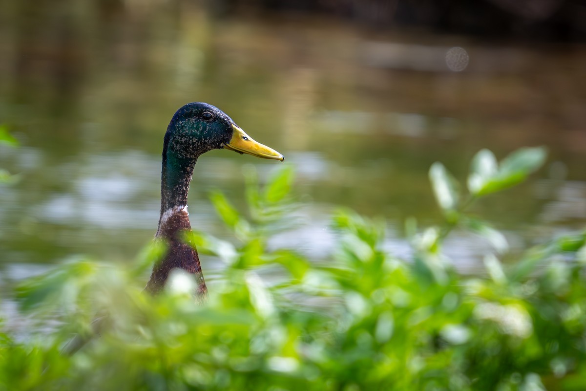 マガモ - ML619220407
