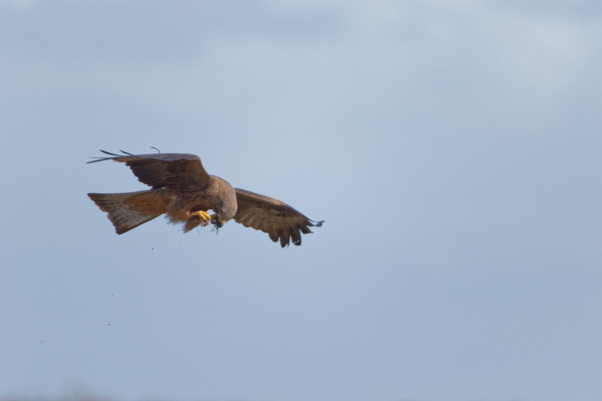 Black Kite - Anonymous