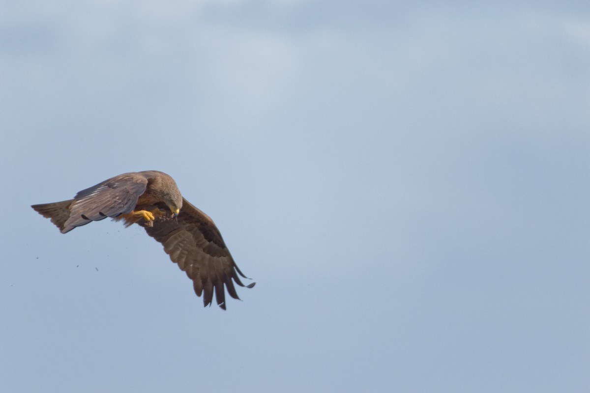 Black Kite - Anonymous