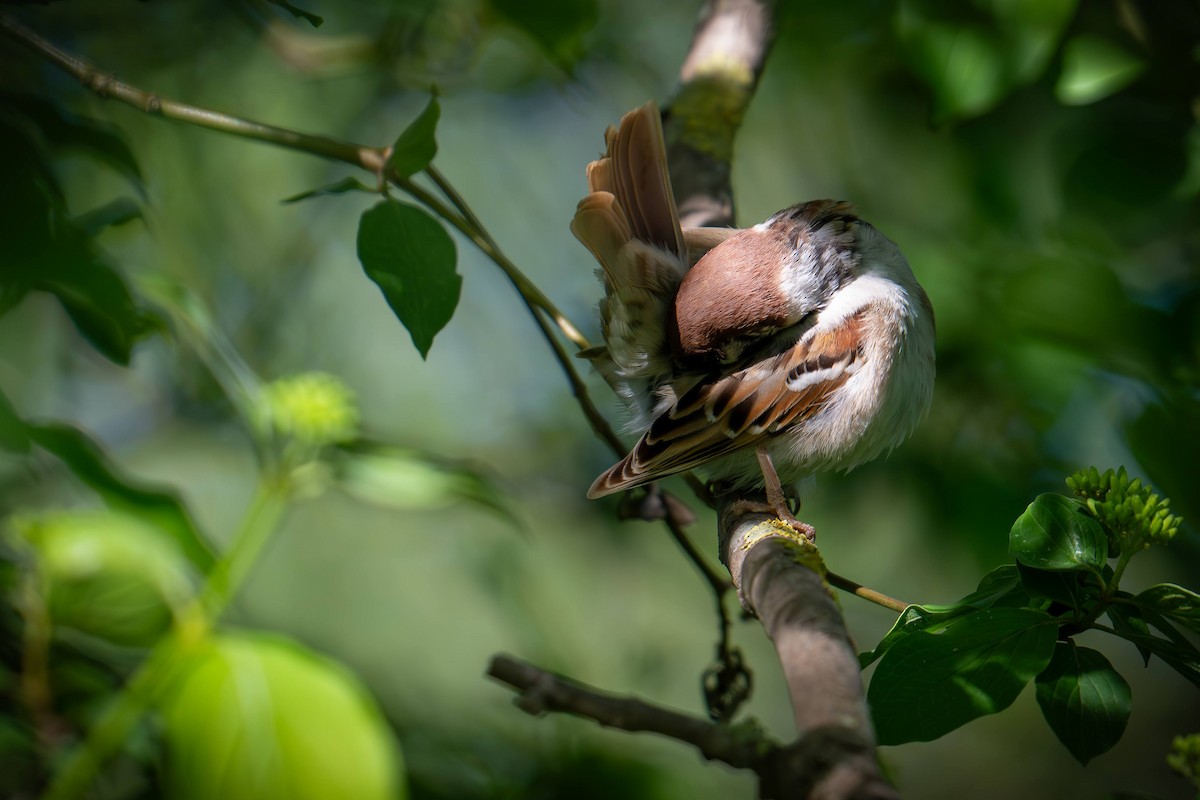 House Sparrow - Kaltag .