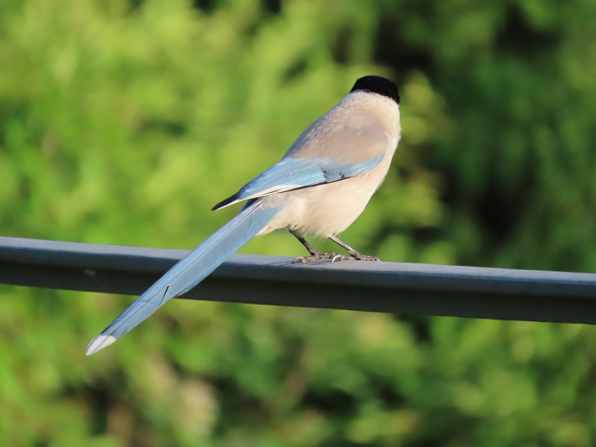 Azure-winged Magpie - Mingyun Seo