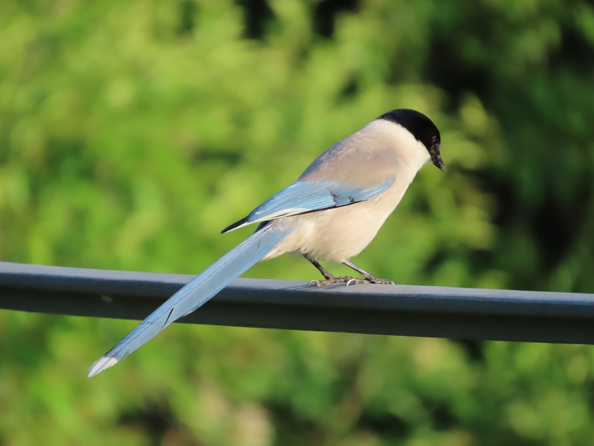 Azure-winged Magpie - Mingyun Seo