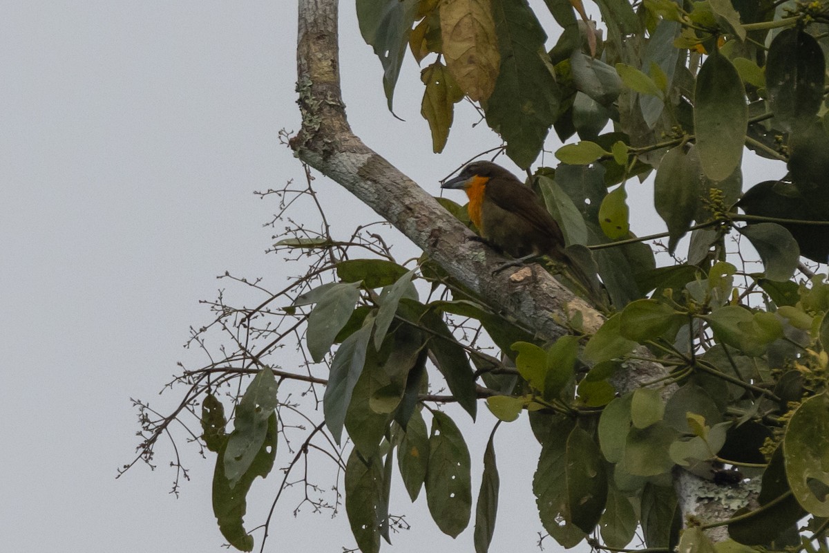 Scarlet-crowned Barbet - Susan Brickner-Wren