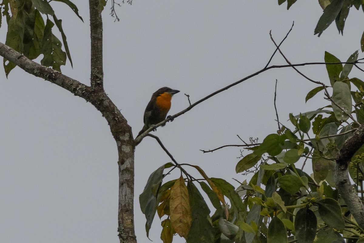 Scarlet-crowned Barbet - ML619220433