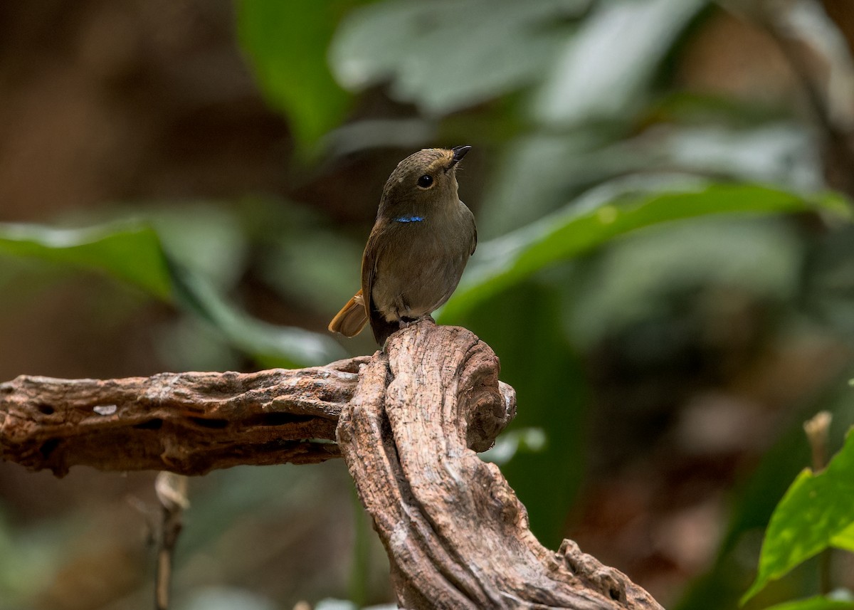 Small Niltava - Ma Yan Bryant