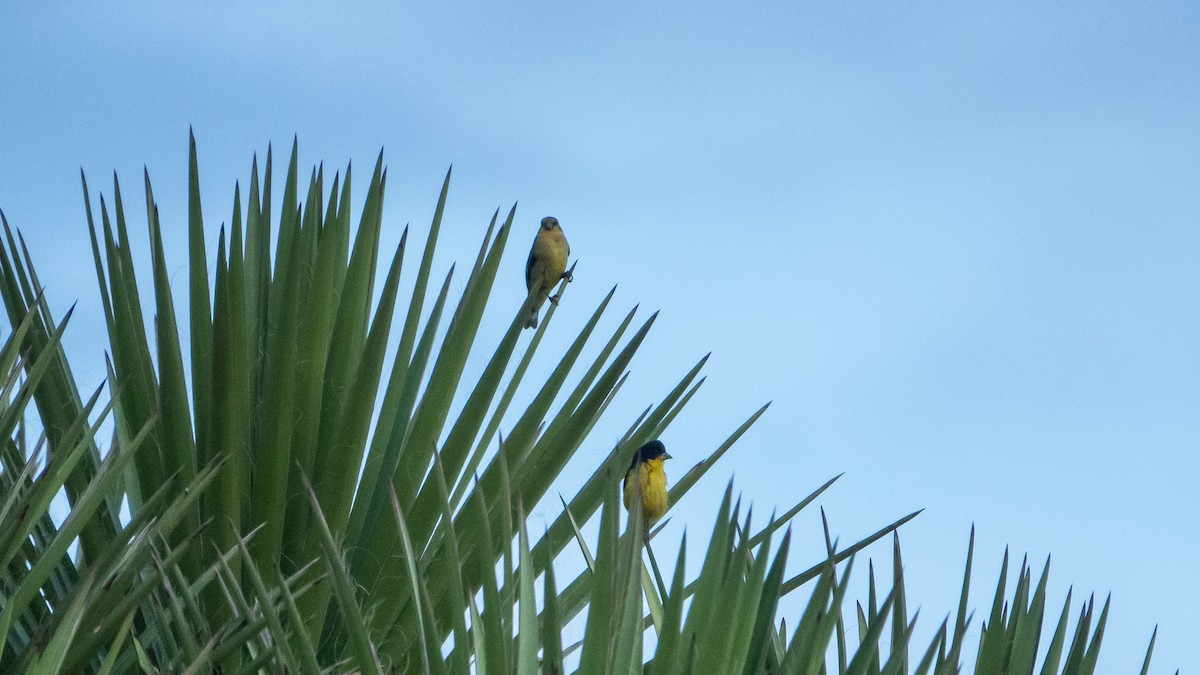 Lesser Goldfinch - Laura Voight