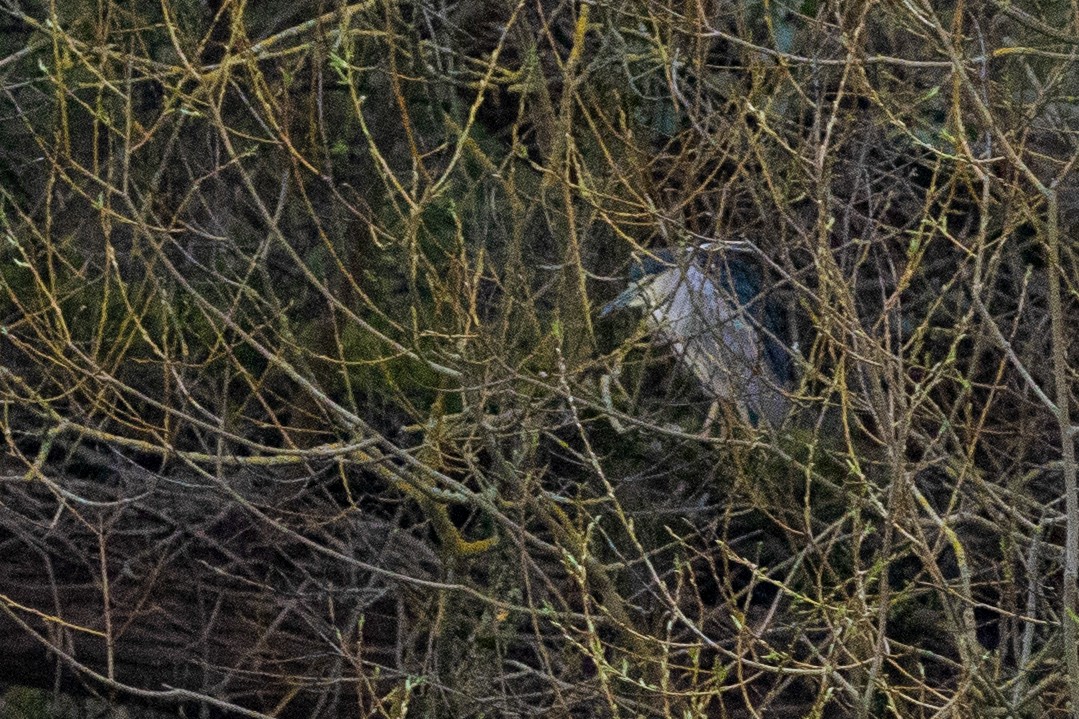 Black-crowned Night Heron - Henry Wyn-Jones