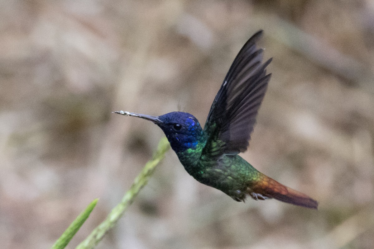 Golden-tailed Sapphire - Susan Brickner-Wren