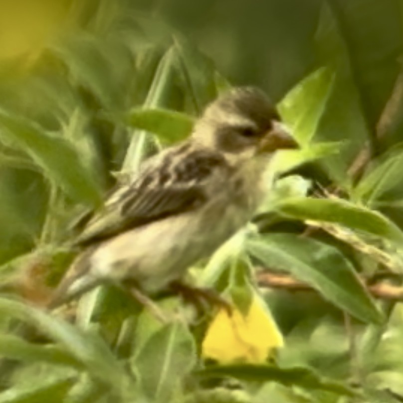 Baya Weaver - Nick Hardcastle