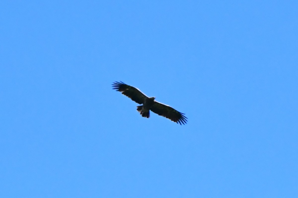 Lesser Spotted Eagle - ML619220465