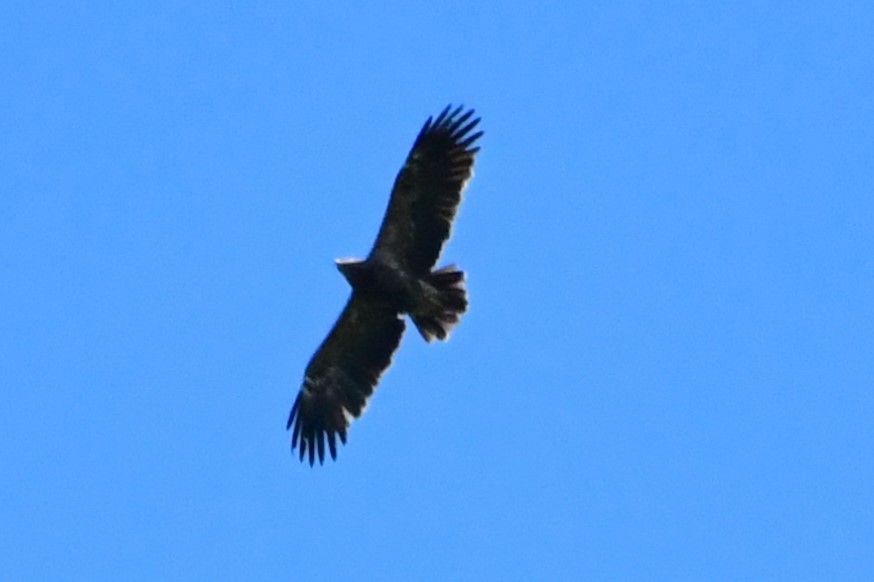 Lesser Spotted Eagle - ML619220466