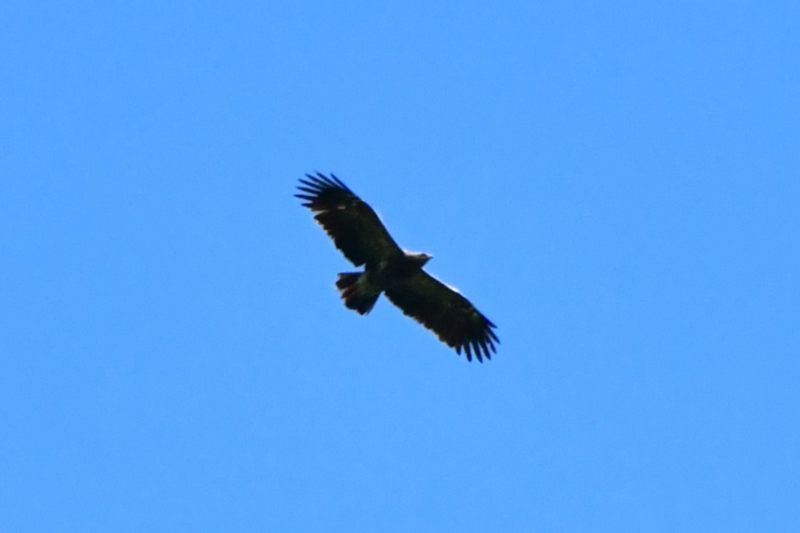 Lesser Spotted Eagle - ML619220468