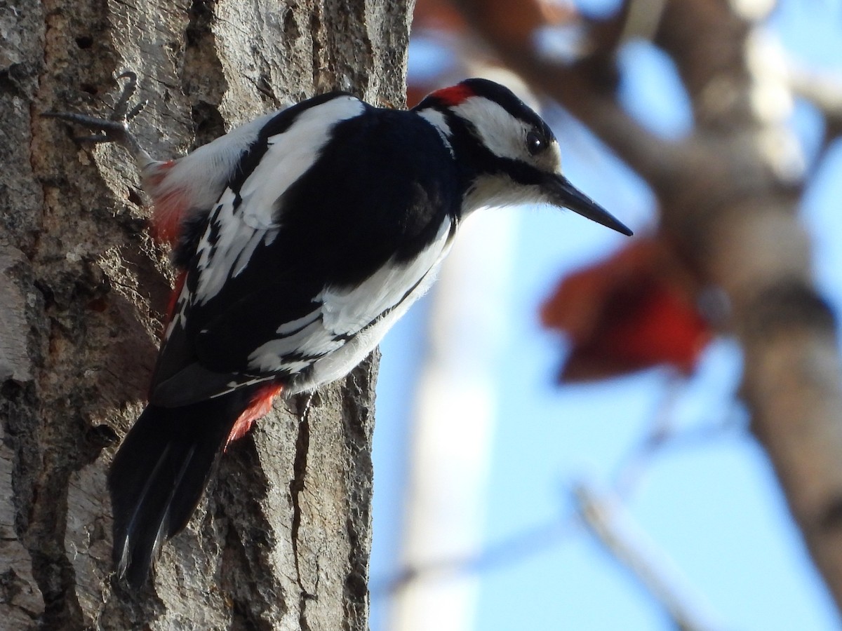 White-winged Woodpecker - Yulia Danker