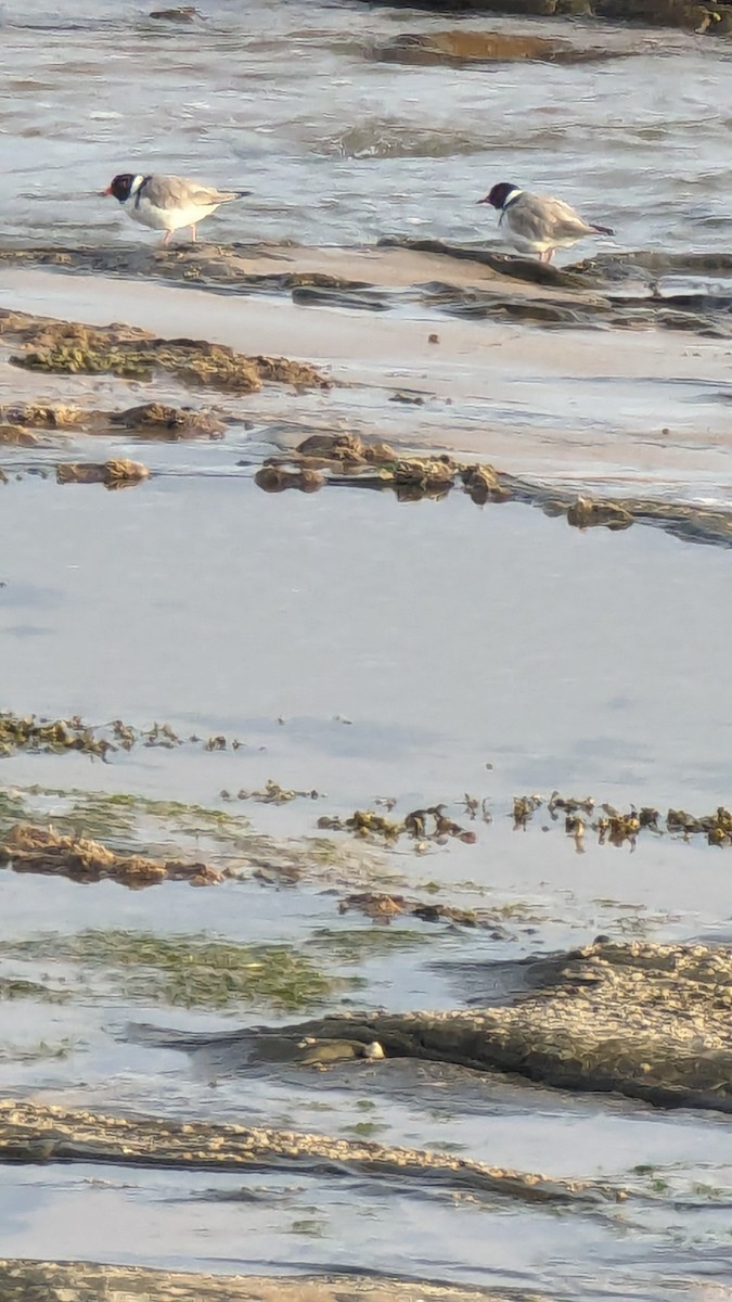 Hooded Plover - ML619220472