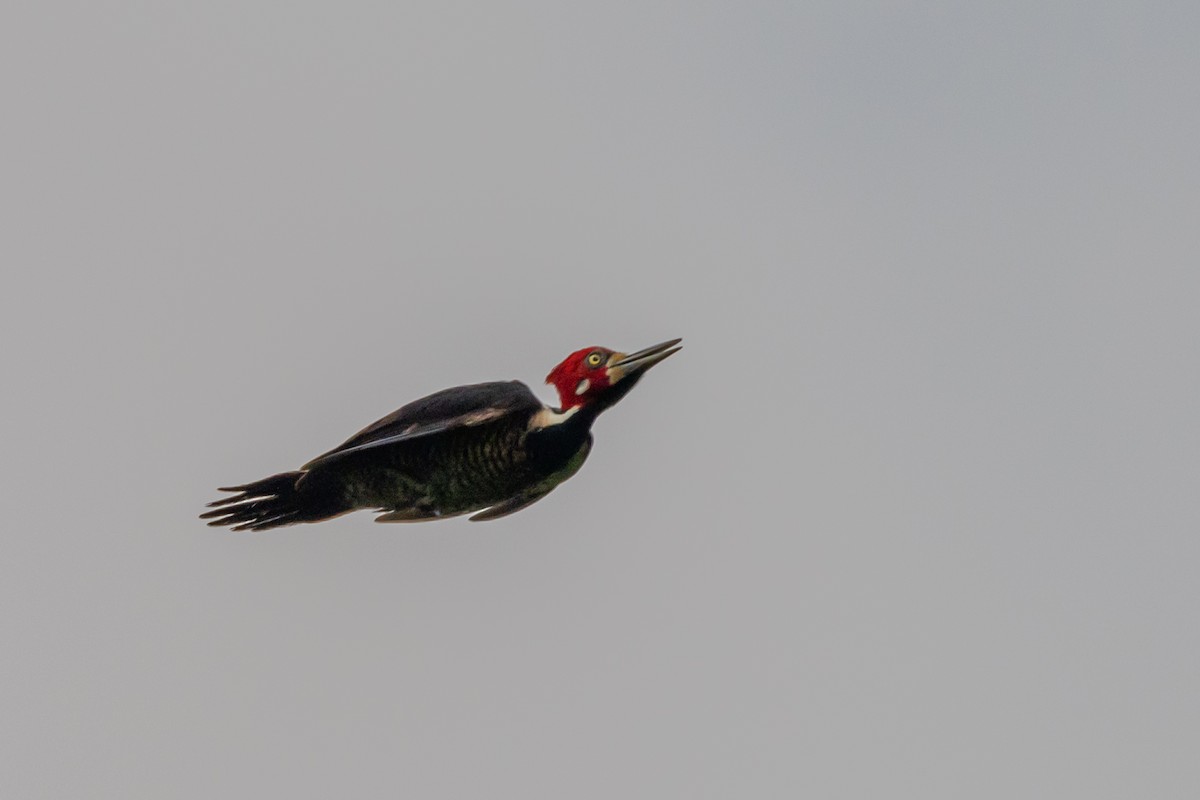 Crimson-crested Woodpecker - Susan Brickner-Wren