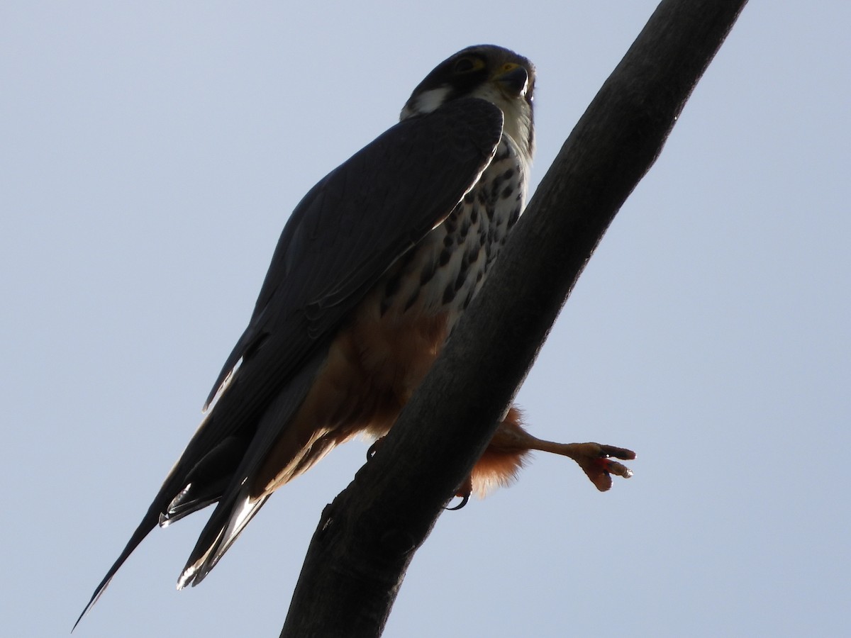 Eurasian Hobby - Yulia Danker