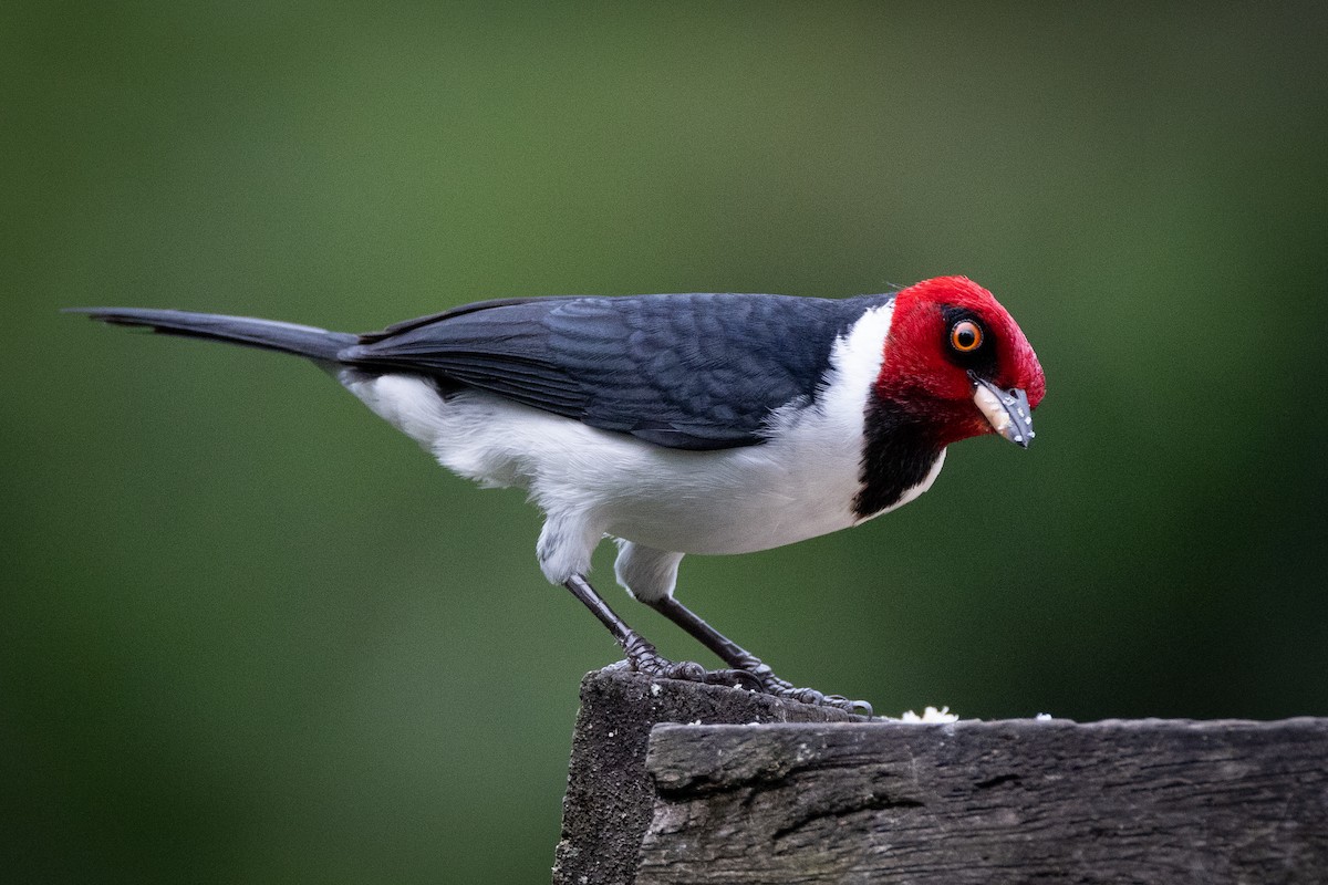 Red-capped Cardinal - Susan Brickner-Wren