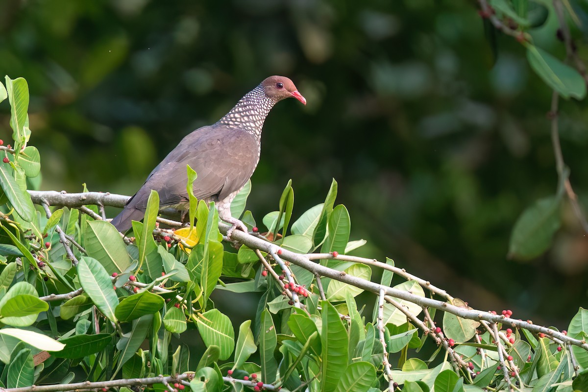 Scaled Pigeon - Chris Venetz | Ornis Birding Expeditions