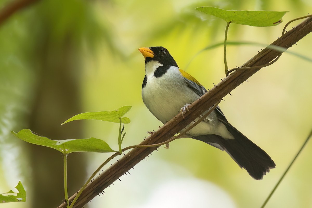 Golden-winged Sparrow - Chris Venetz | Ornis Birding Expeditions