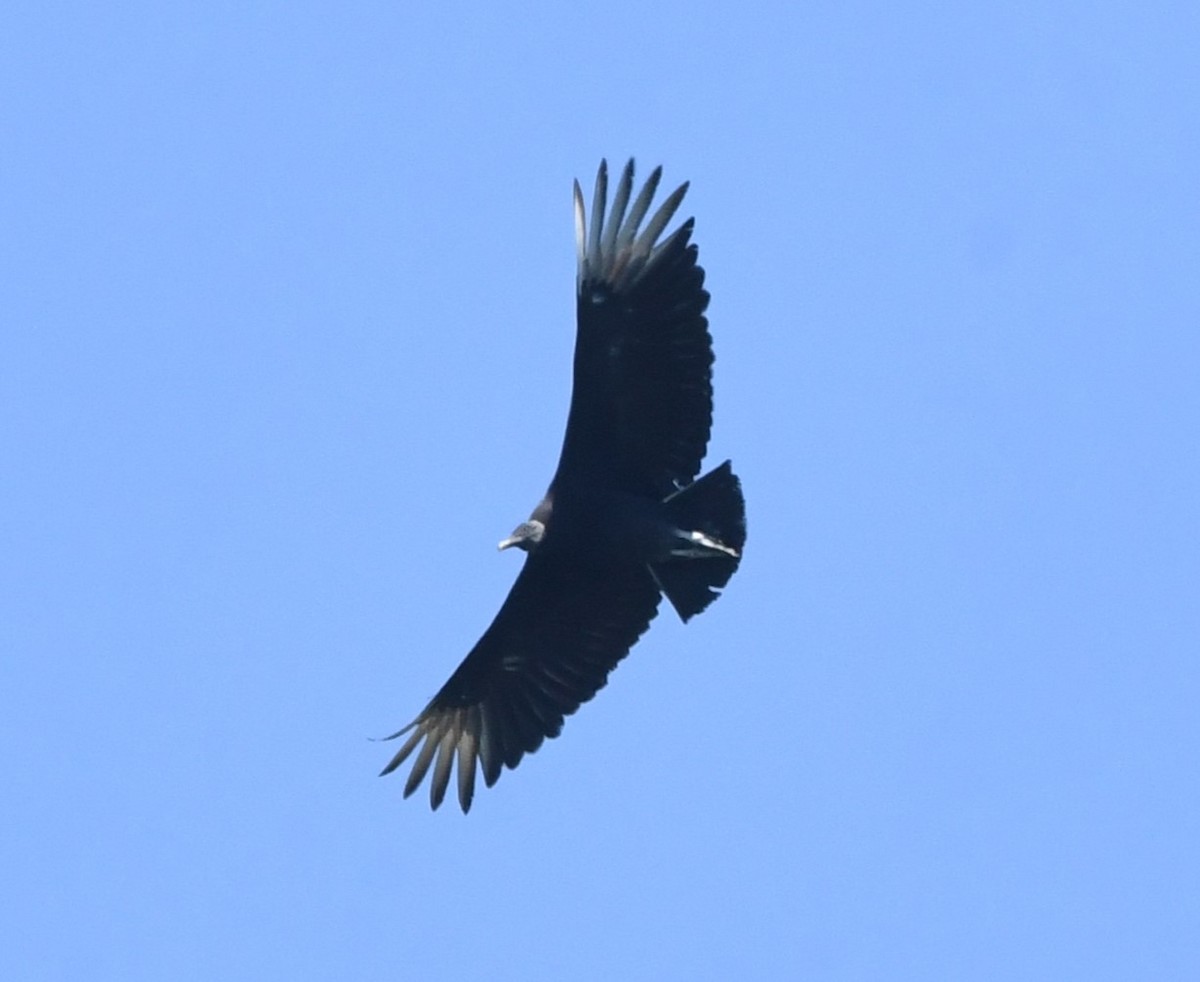 Black Vulture - ML619220506