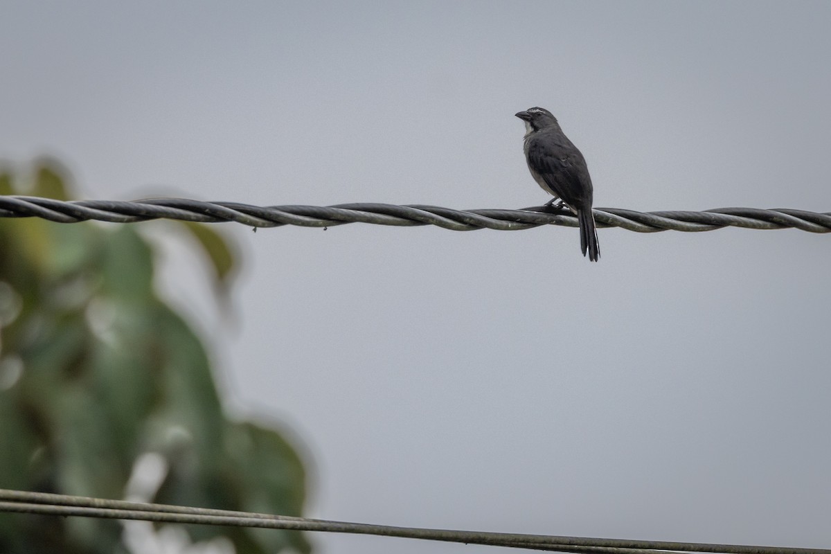 Bluish-gray Saltator - Susan Brickner-Wren