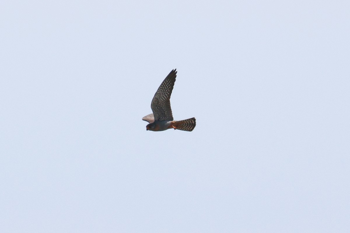 Red-footed Falcon - Fabrice Schmitt