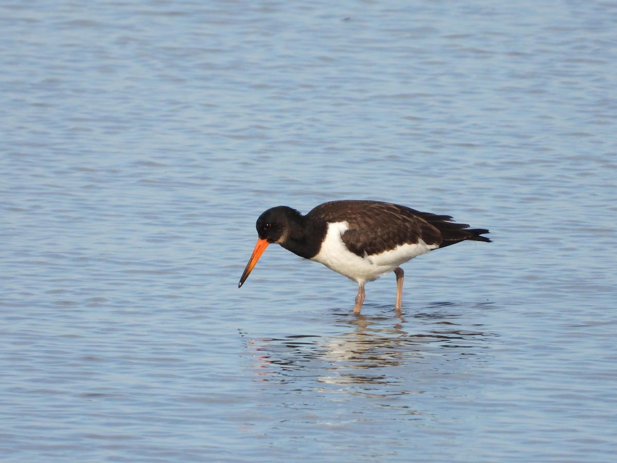 Eurasian Oystercatcher - Yulia Danker