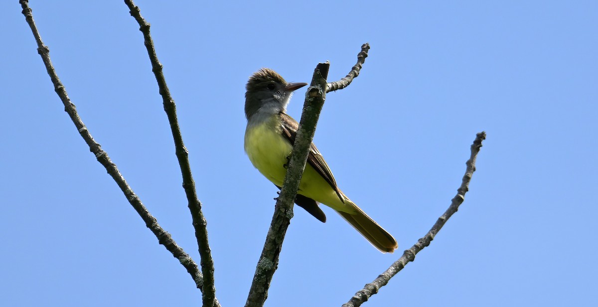 Great Crested Flycatcher - Gary Nilson