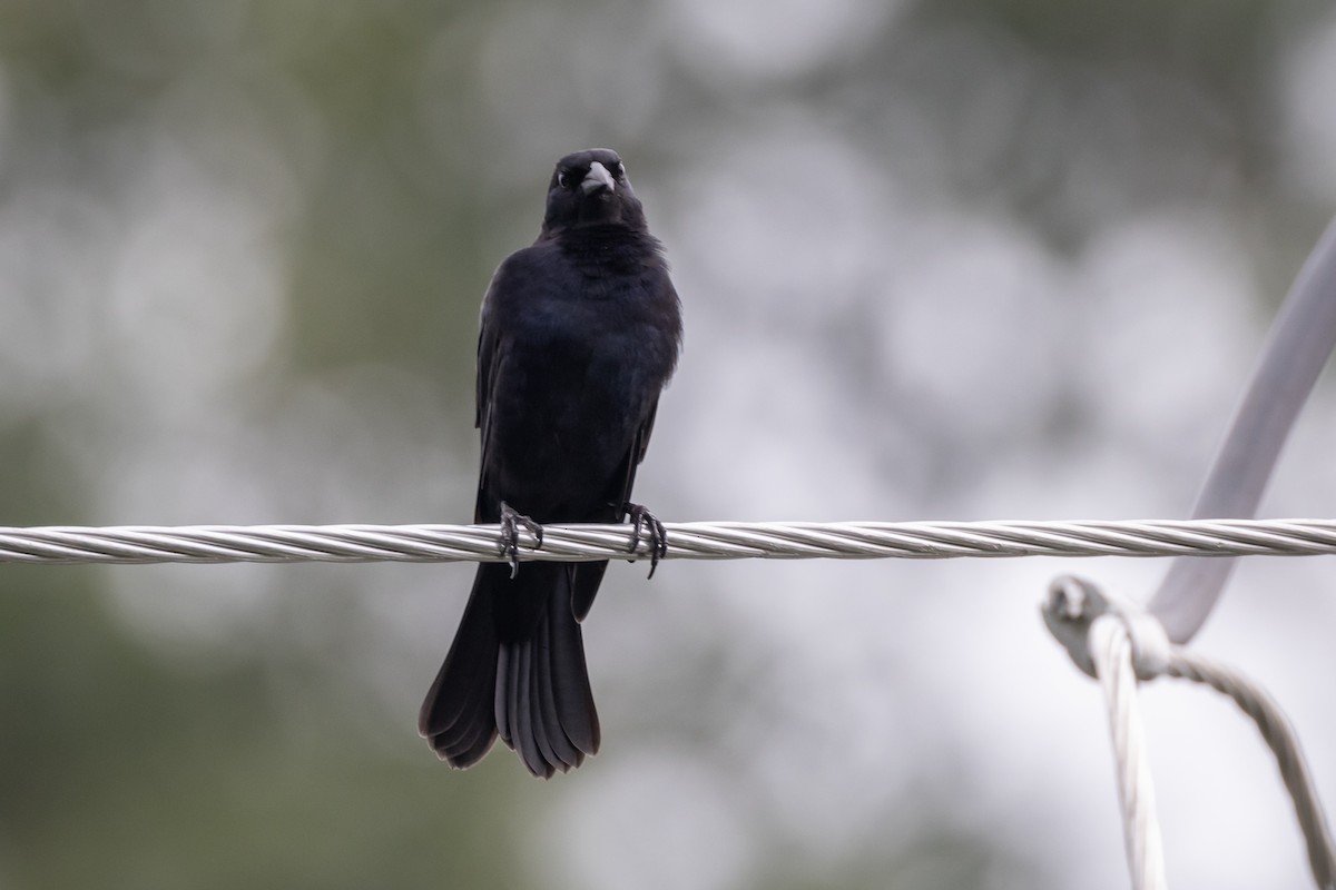 Shiny Cowbird - Susan Brickner-Wren