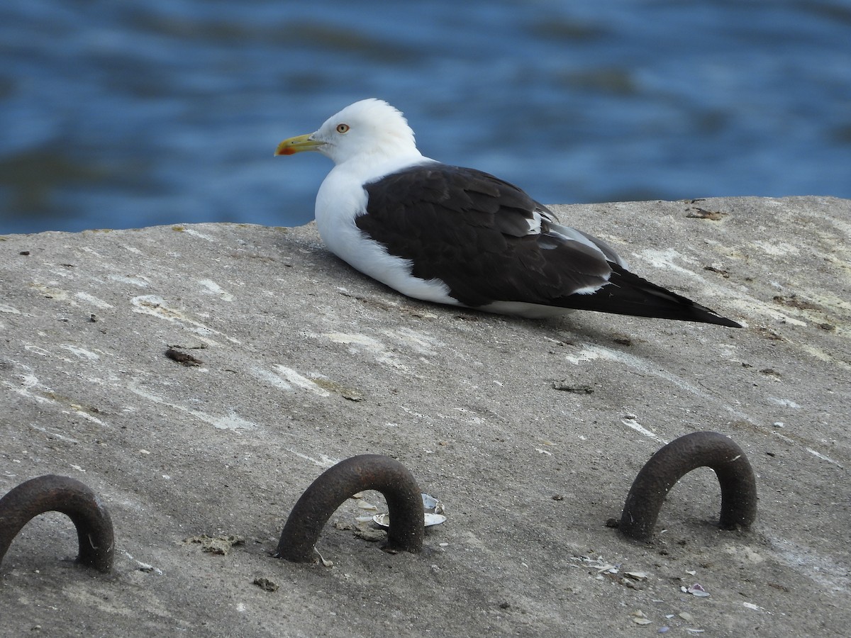 Lesser Black-backed Gull - Yulia Danker
