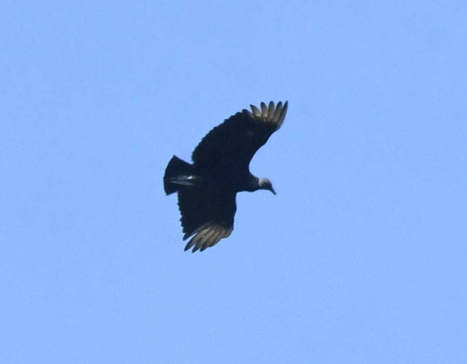 Black Vulture - ML619220534