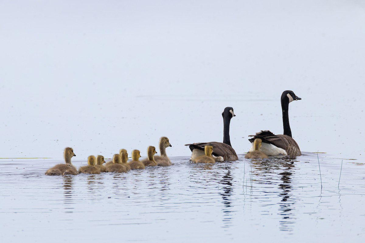 Canada Goose - Stephane Demers