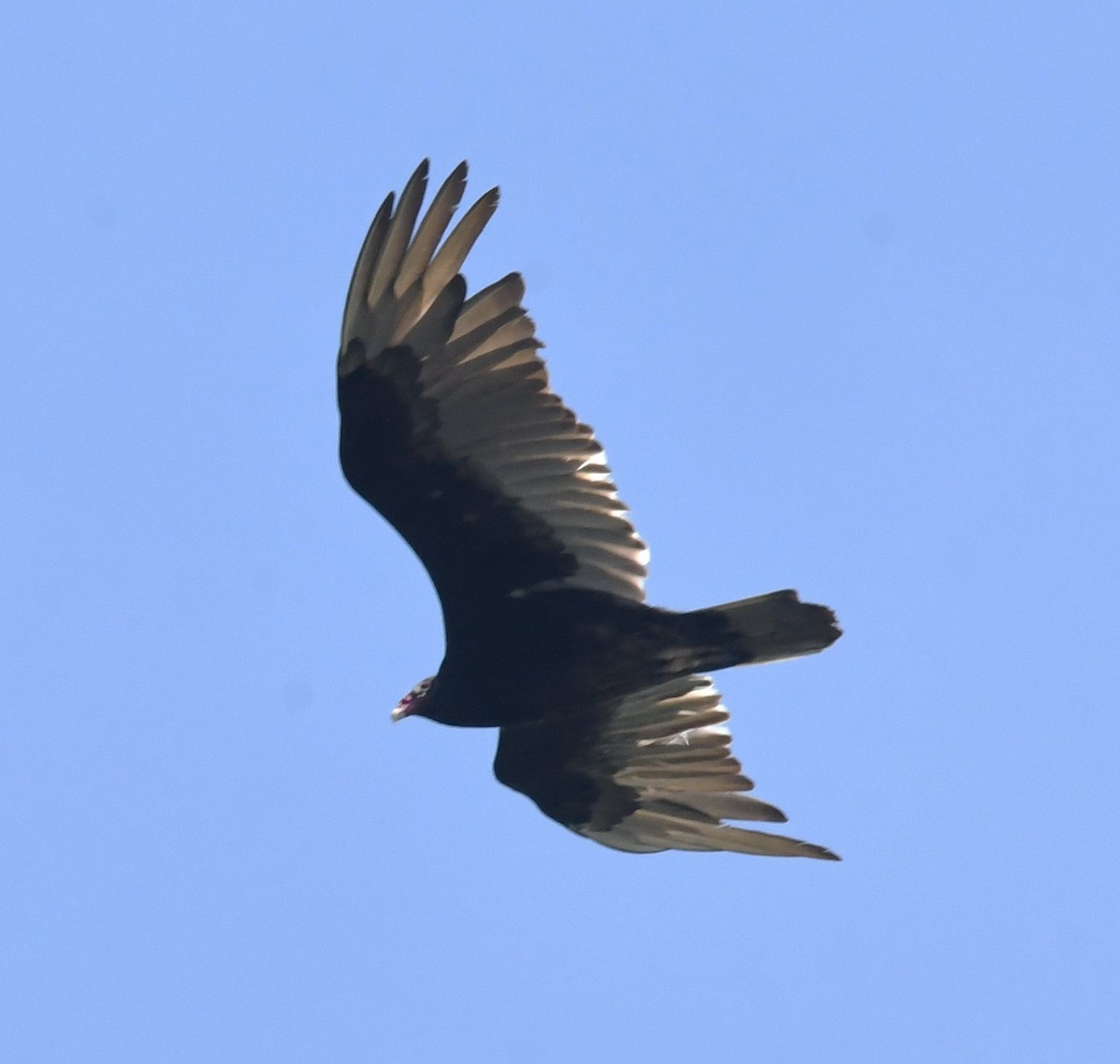 Turkey Vulture - ML619220550